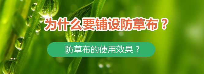 为什么要铺设防草布？防草布的使用效果