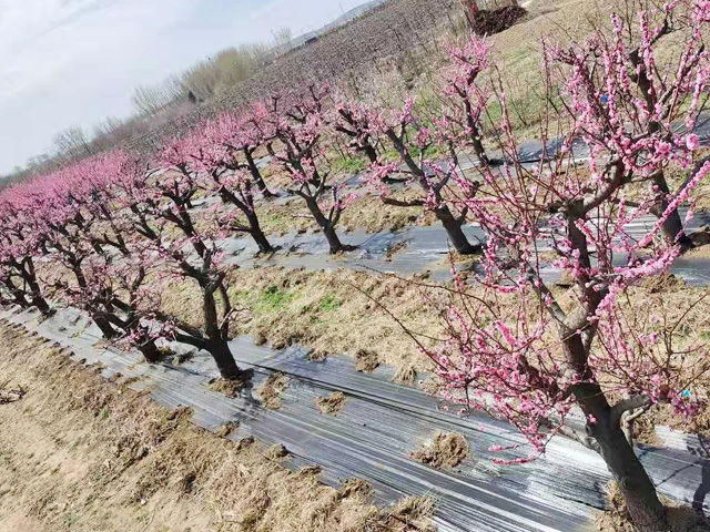 山东梅花基地铺设防草布效果