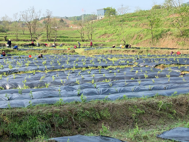 河南金银花基地铺设防草布效果