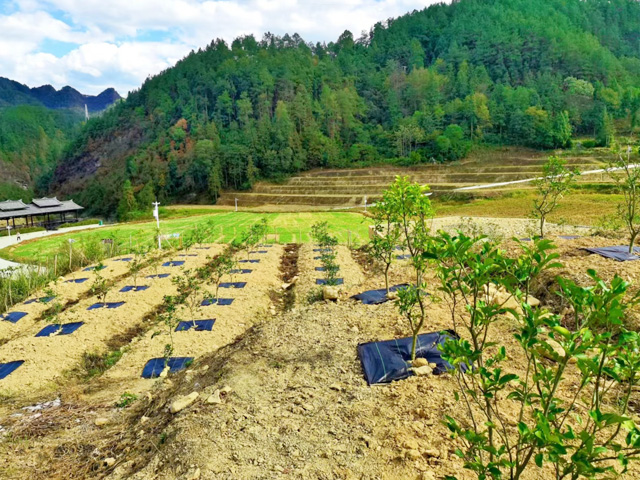 江西脐橙幼树铺设单张防草布效果