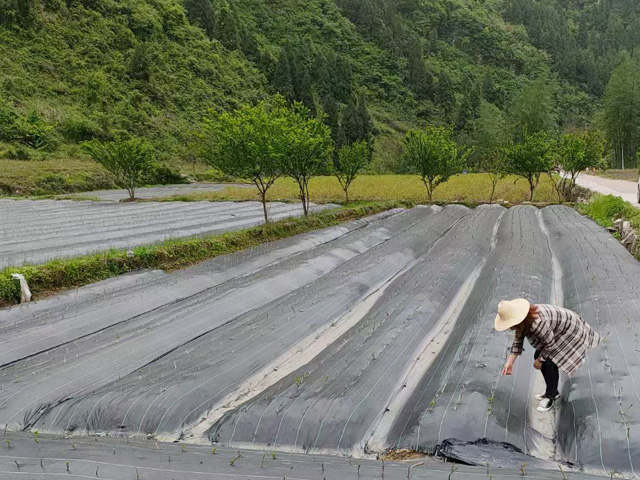 福建茶叶茶苗铺设防草布效果