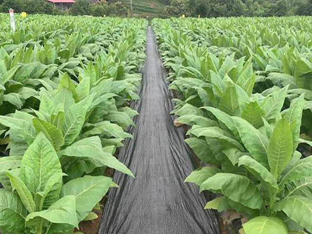 湖北烟草种植铺设防草布效果